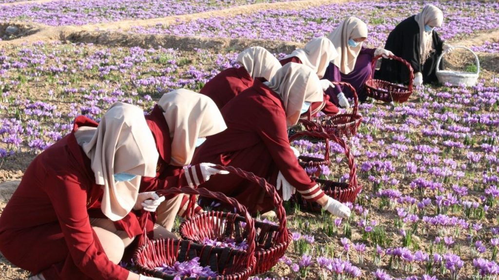 صنعت زعفران افغانستان؛ از کشت تا صادرات و موقعیت آن در اقتصاد جهانی