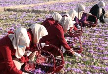 صنعت زعفران افغانستان؛ از کشت تا صادرات و موقعیت آن در اقتصاد جهانی