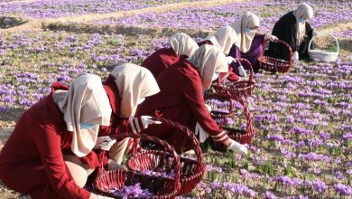 صنعت زعفران افغانستان؛ از کشت تا صادرات و موقعیت آن در اقتصاد جهانی