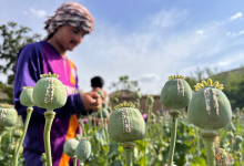 بیش از ۹ هزار هکتار زمین در بلوچستان پاکستان زیر کشت خشخاش قرار دارد