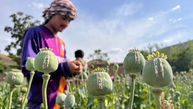 بیش از ۹ هزار هکتار زمین در بلوچستان پاکستان زیر کشت خشخاش قرار دارد