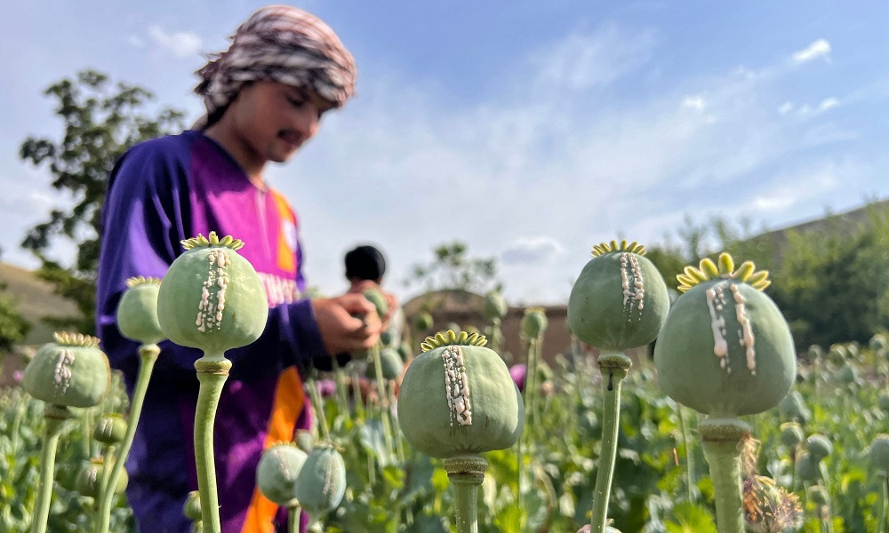 بیش از ۹ هزار هکتار زمین در بلوچستان پاکستان زیر کشت خشخاش قرار دارد