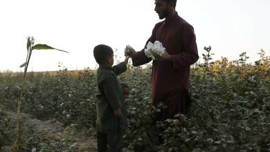 بازگشت کشت خشخاش در افغانستان؛ کشاورزان در تأمین نیازهای اولیه زندگی عاجزند